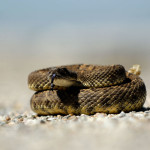 RattlesnakeWWP1